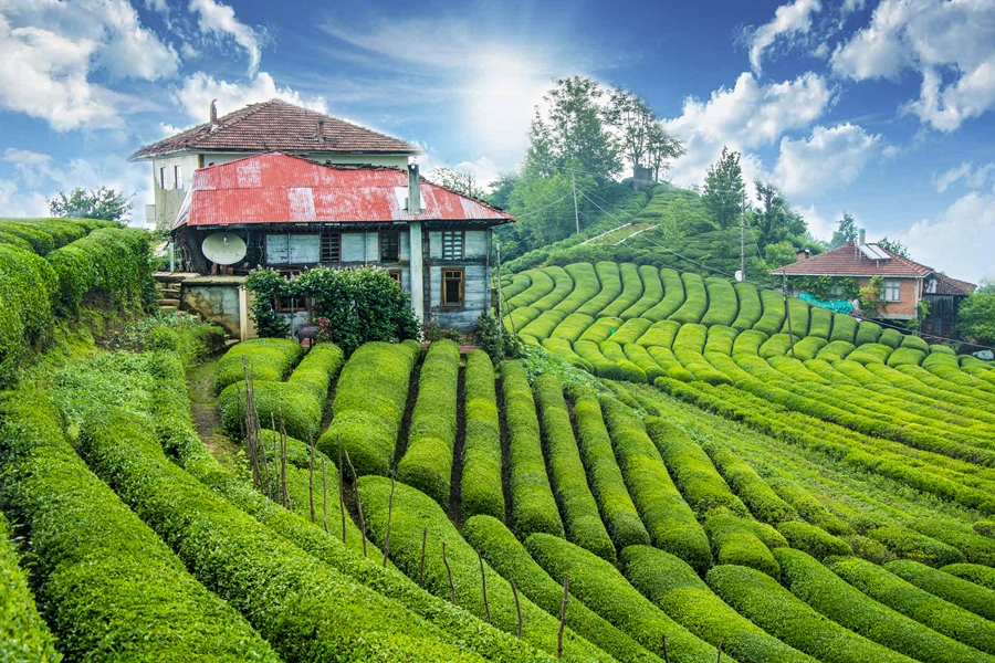 Karadeniz Yaylalar ve Batum Turu (Batum Konaklamalı) / 6 Gece Otel Konaklamalı / İstanbul Çıkışlı